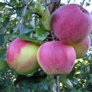 Саженец Яблоня Уэлси в контейнере